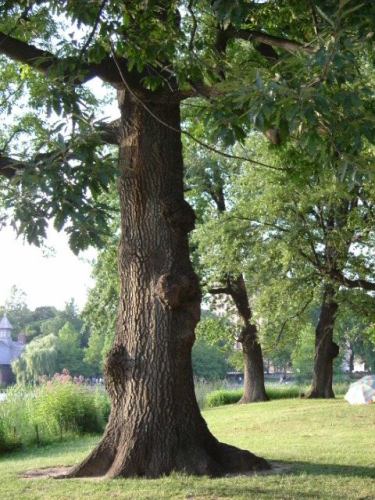 A Stroll in the Park with Andrew Dolkart