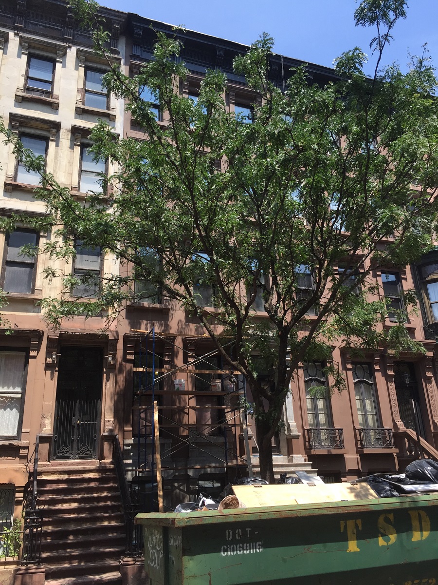 53 West 71st Street