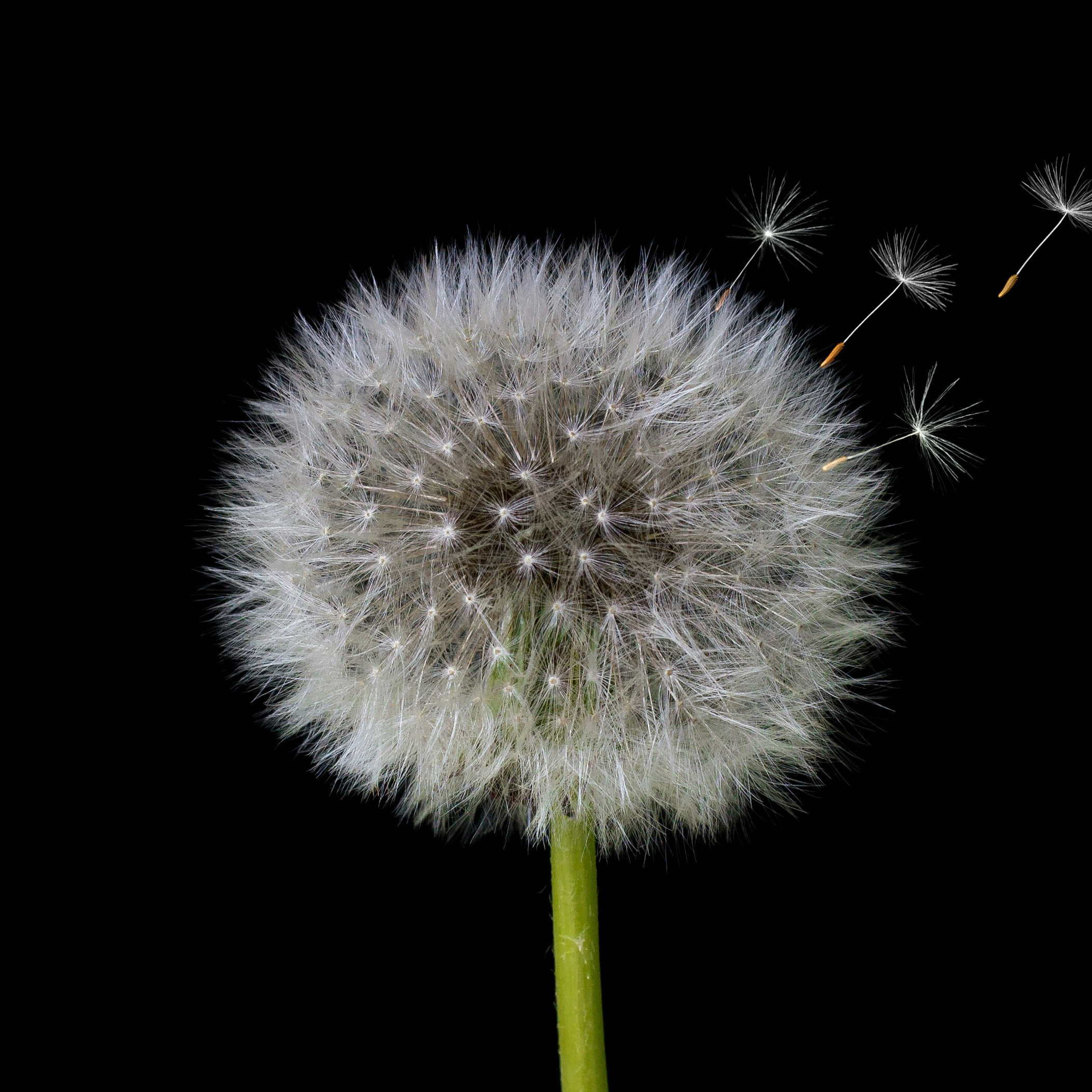 Graphic for Landmarks Wish List showing dandelion blowing in the wind